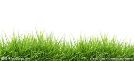 小草 草地