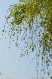 柳枝