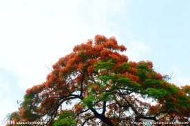 凤凰花