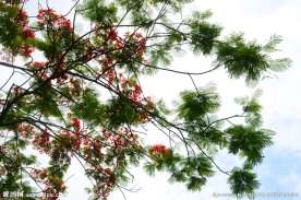 凤凰花开