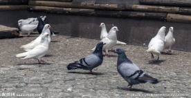 世纪公园鸽子