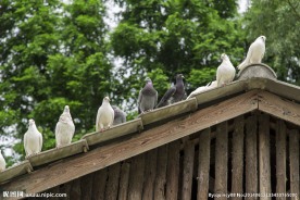 世纪公园鸽子