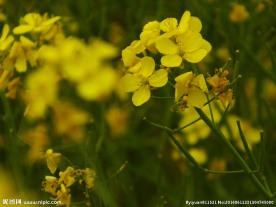 油菜花