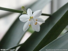 吊兰花