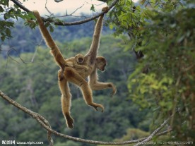 长臂猴