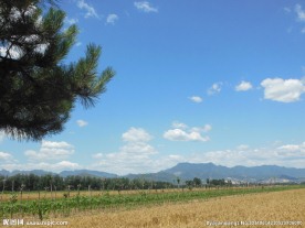 田野