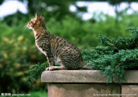 豹猫