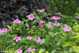 长春花
