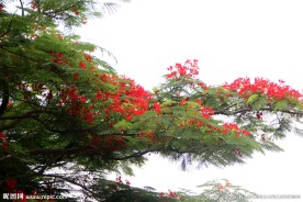 凤凰花