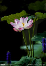 荷花