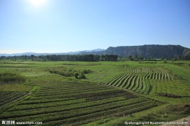 希望的田野