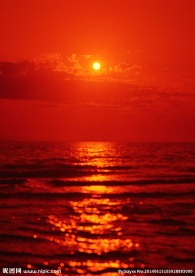 夕阳红