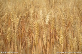 小麦