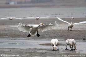 天鹅降落
