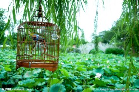 夏荷