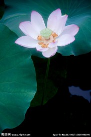 夏荷