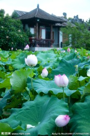夏荷