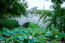 夏荷