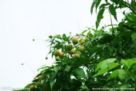 荔枝树