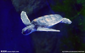 海龟