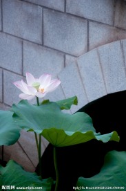 夏荷