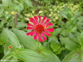 花语