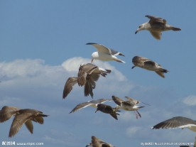 飞翔的海鸥
