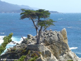 巨石上的一棵松树