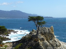 旧金山海岸一棵松