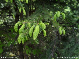 松树芽
