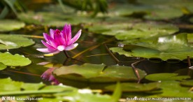 摄影 生物世界 花草 
