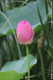 荷花花蕾