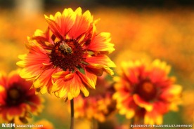 辛勤劳作的小蜜蜂