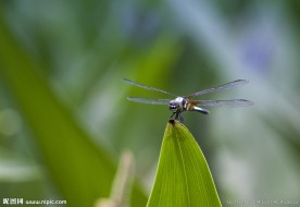 蜻蜓