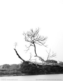 枯枝