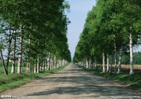 林间公路