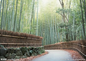 林间小路