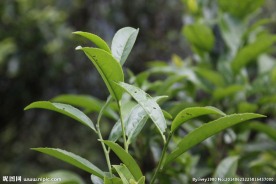 凤凰单枞茶 茶树 大乌