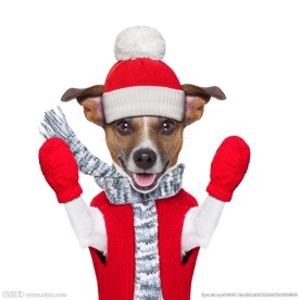 圣诞小狗