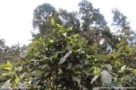 茶园  茶叶 普洱茶树 