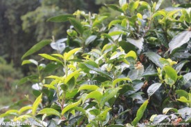 茶园  茶叶 普洱茶树 