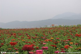 花群