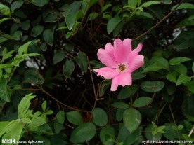 一朵鲜花