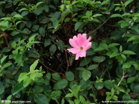 一朵鲜花