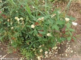 鲜花凋谢