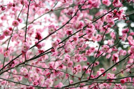 梅花摄影图