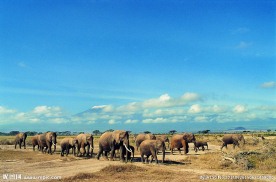 象群迁徙