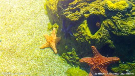 水族馆