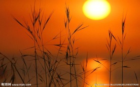夕阳红