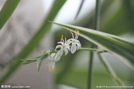 吊兰花
